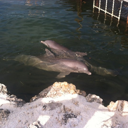 Photo taken at Dolphin Research Center by Betsi G. on 12/13/2012