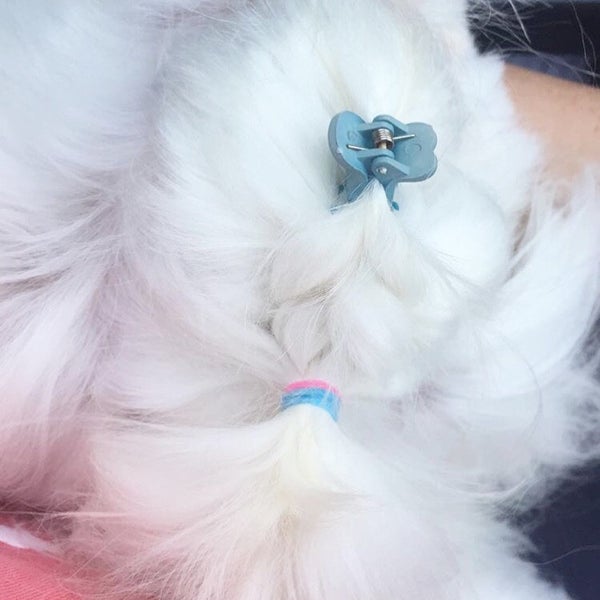 Photos at Müjde Kedi Köpek Kuaförü Bostancı İstanbul, Bostanci
