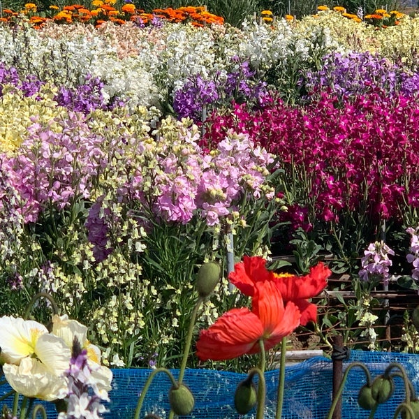Foto Di 白間津花畑 南房総市 千葉県