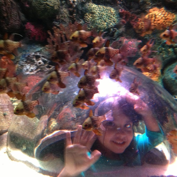 4/20/2013에 Luis E S.님이 SEA LIFE Grapevine Aquarium에서 찍은 사진