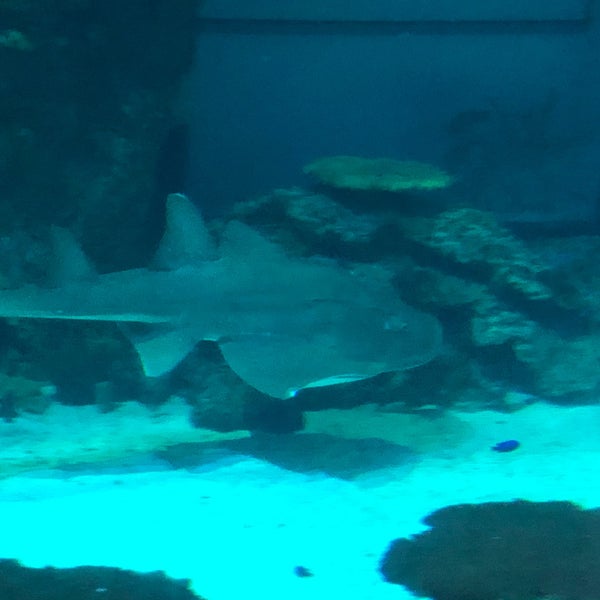 รูปภาพถ่ายที่ Shark Reef Aquarium โดย Dmitri B. เมื่อ 1/12/2020
