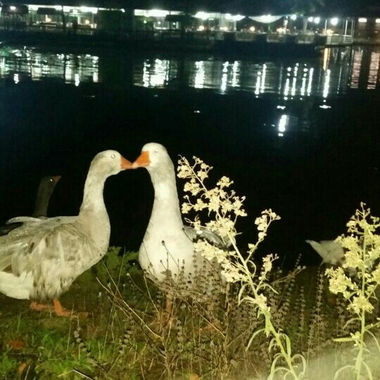 Photos At Duzce Muncurlu Golet Park Muncurli