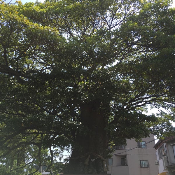 Fotos Em 國神神社のタブの木 丸岡町霞町1丁目