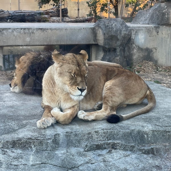 東武動物公園 ライオン 170 Visitors 東武動物公園 ライオン 170 Visitors