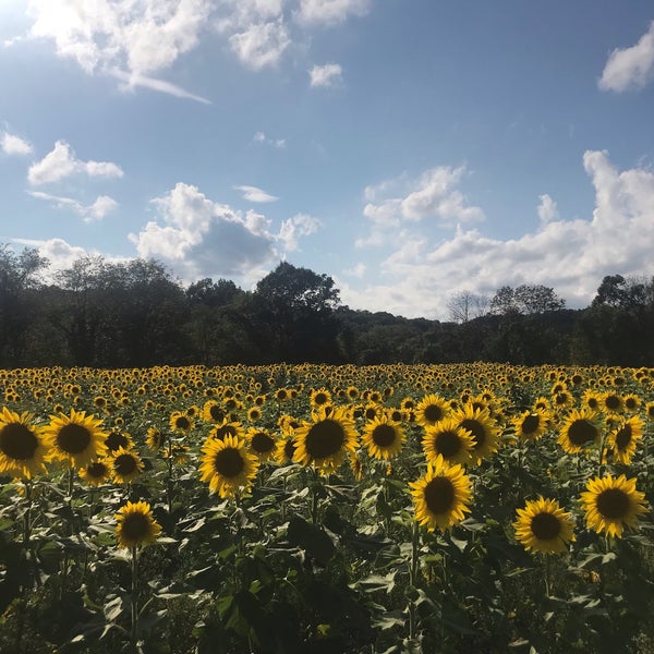 Foto diambil di Sussex County Sunflower Maze oleh Daniela C. pada 9/9/2019