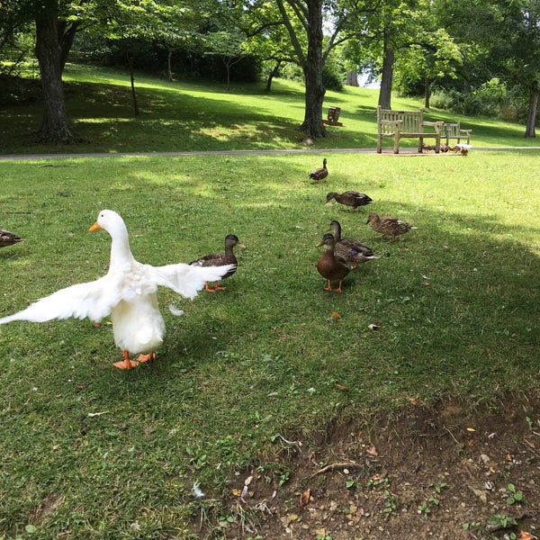 Duck Pond University Blacksburg, VA
