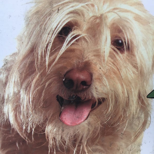 pet supplies plus harper's point