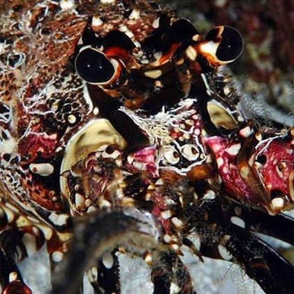 Papahānaumokuākea Marine National Monument 2 tips