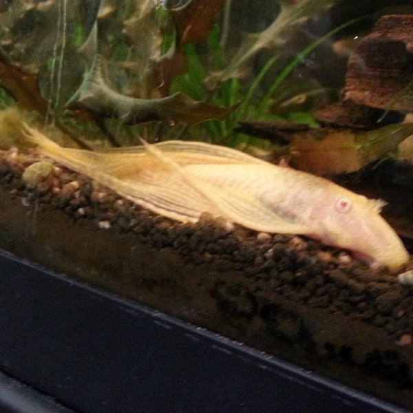 Institute Of Clinical Acupuncture & Oriental Medicine Downtown