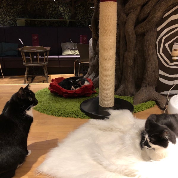3/19/2018에 Kathy T.님이 Lady Dinah&#39;s Cat Emporium에서 찍은 사진