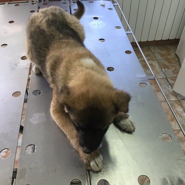 Кот и пес георгиевск