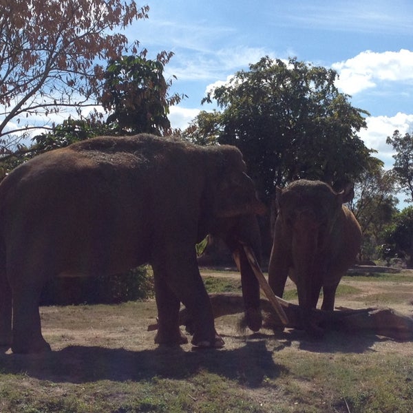 Zoo Miami Asian Elephants Miami, FL