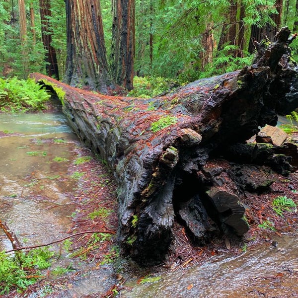 top 104+ Pictures montgomery woods state natural reserve photos Updated