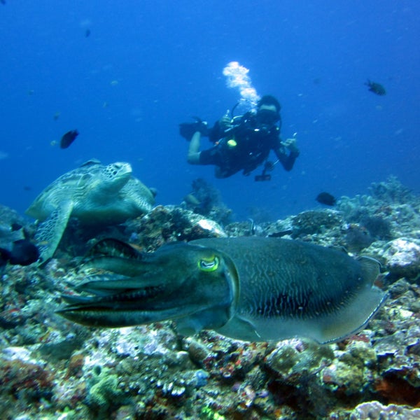 3/23/2020에 Robert T.님이 Trawangan Dive (PADI 5 Star)에서 찍은 사진
