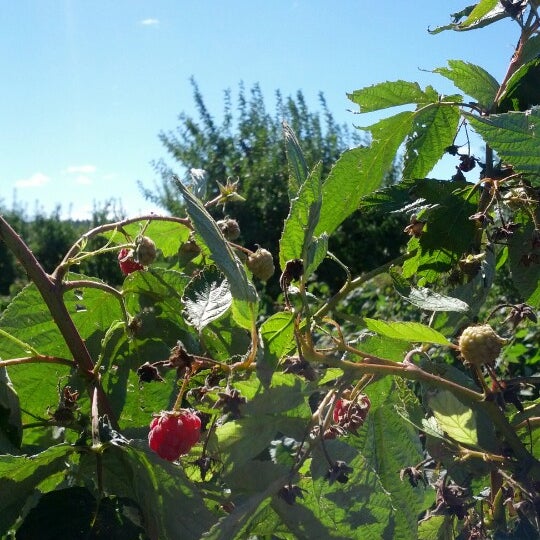 Foto scattata a Applecrest Farm Orchards da SelkirkSlayer il 9/16/2012
