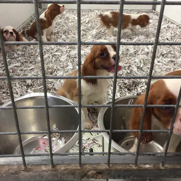 Photos à Animals Express Zellik, Brabant Flamand