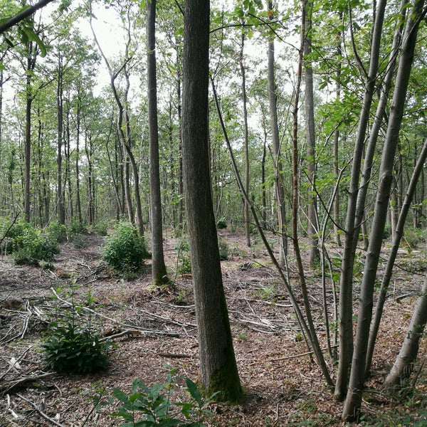 foret de verrieres rencontre