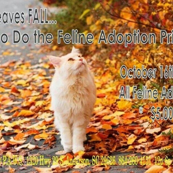 Anderson County PAWS Animal Shelter in Anderson