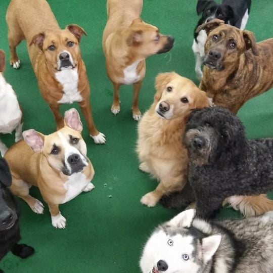 The City Dog Pet Service in Columbus