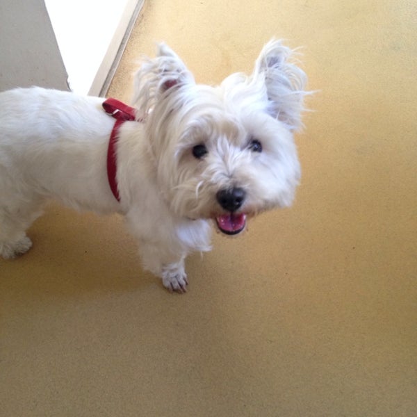 Promisiune Vis A Te Baza Pe Echo Vet Seeingplaceproductions Com