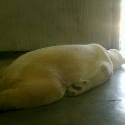 東山動物園 ホッキョクグマ舎 千種区 名古屋市 愛知県