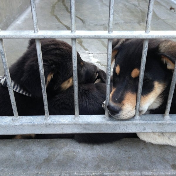 2/22/2013 tarihinde Yvoziyaretçi tarafından Pasadena Humane Society &amp; SPCA'de çekilen fotoğraf