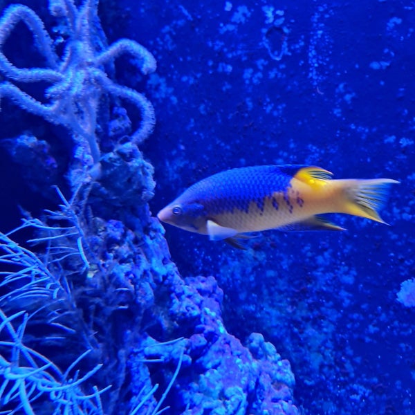 Foto scattata a New York Aquarium da Olga S. il 7/19/2023