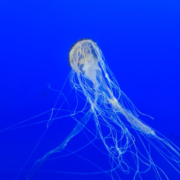 Foto diambil di New York Aquarium oleh Olga S. pada 7/19/2023