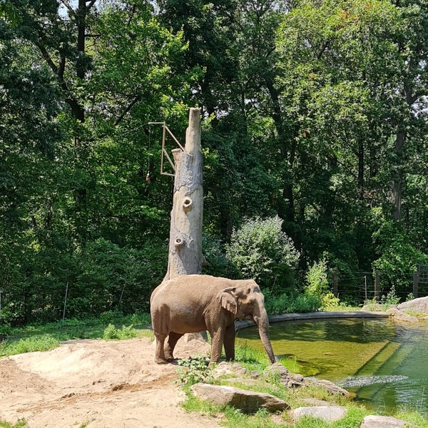 8/10/2023 tarihinde Olga S.ziyaretçi tarafından Bronx Hayvanat Bahçesi'de çekilen fotoğraf