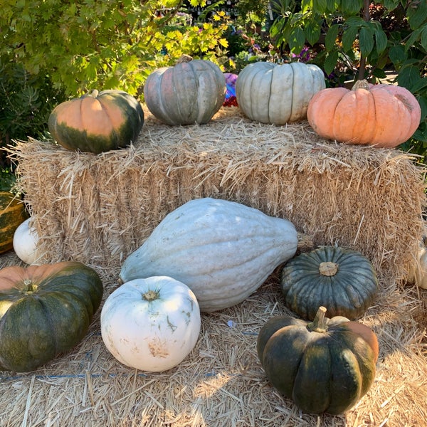 Orchard Nursery Flower Store in Lafayette