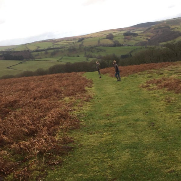 red kite feeding sites in wales