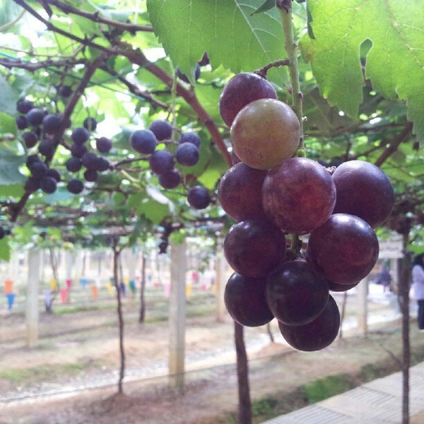 Photos At Ladang Anggur Tasik Beris Farm