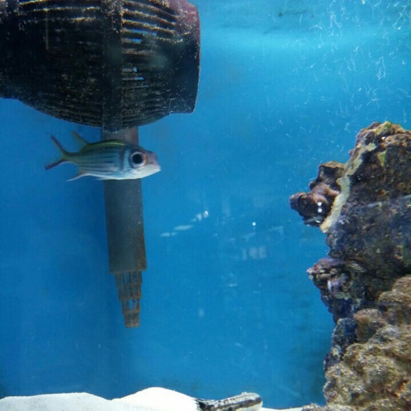 Photos at Elmer's Aquarium 5 tips from 323 visitors