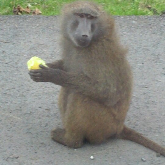 Photo taken at Knowsley Safari by Lianne L. on 10/24/2012