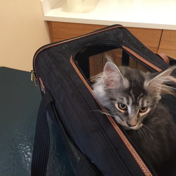 vca abbott animal hospital