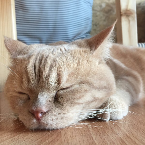 Photo taken at Catmosphere Cat Café by John S. on 3/7/2015