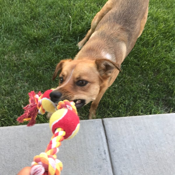 Photos at Quincy Reservoir Dog Park/grandview dog park Prides Crossing 7 tips from 215 visitors