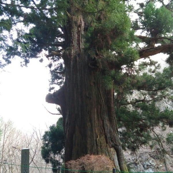 Photos At 矢立の杉 黒野田 大月市 山梨県 Photos At 矢立の杉 黒野田 大月市 山梨県