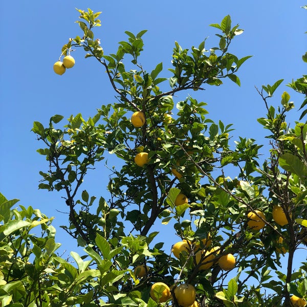 Photos at Citrus Ranch Park - 10 tips
