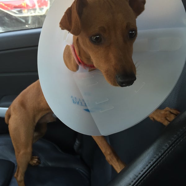 6/5/2015にNYRunnerJaiがBluecollar Working Dogで撮った写真