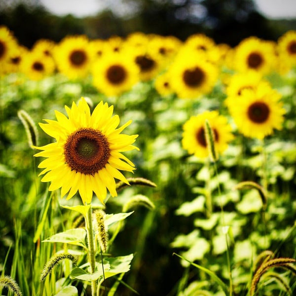 Photo taken at Sussex County Sunflower Maze by Harry F. on 8/29/2015