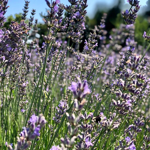 Photo taken at Lavender By the Bay - New York&#39;s Premier Lavender Farm by Tracy F. on 7/26/2019