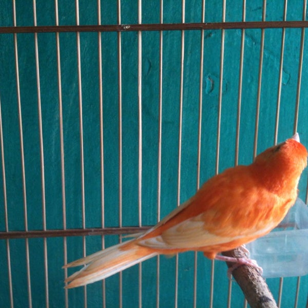 Kandang Kenari 1 Tip