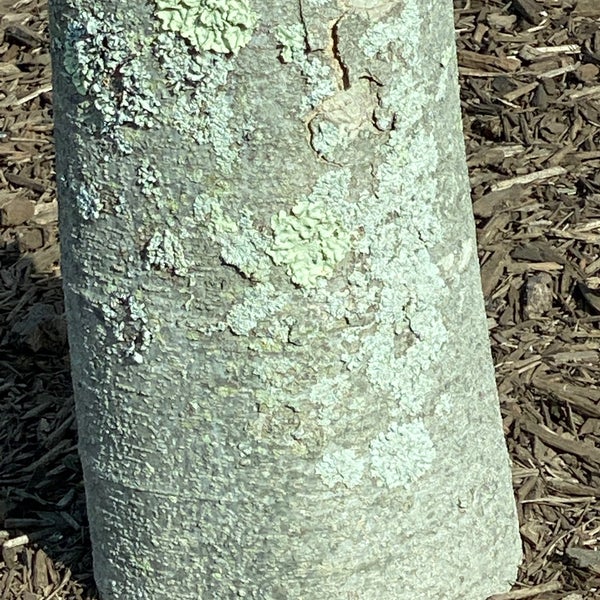 Williams Lumber Co. 5 tips