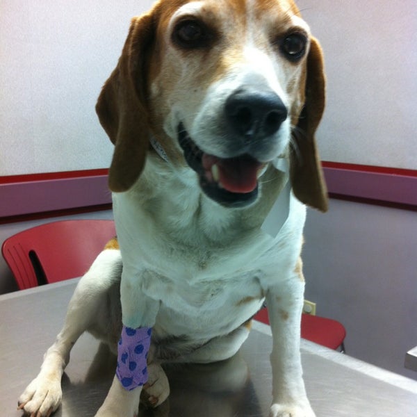 Photos at Animal Emergency Clinic Pet Service in Grand Terrace