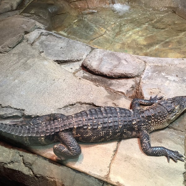 Foto diambil di National Zoo &amp; Aquarium oleh Sherel J. pada 11/27/2015