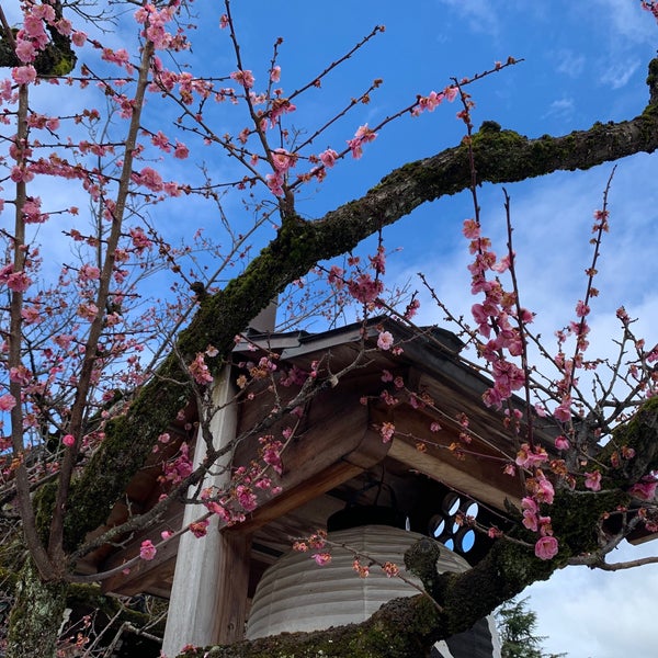紅和魂梅 飛梅伝説伝承の御神木 Kyoto 京都府 Da Fotograflar