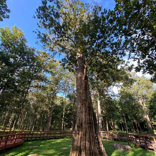 The Biggest Teak Tree Of The World (ต้นมเหสักข์) 14 visitors
