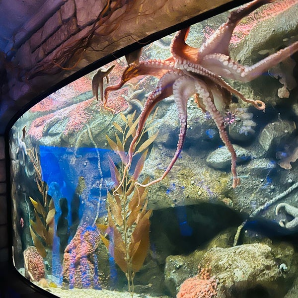 6/11/2022にLeslie F.がShark Reef Aquariumで撮った写真