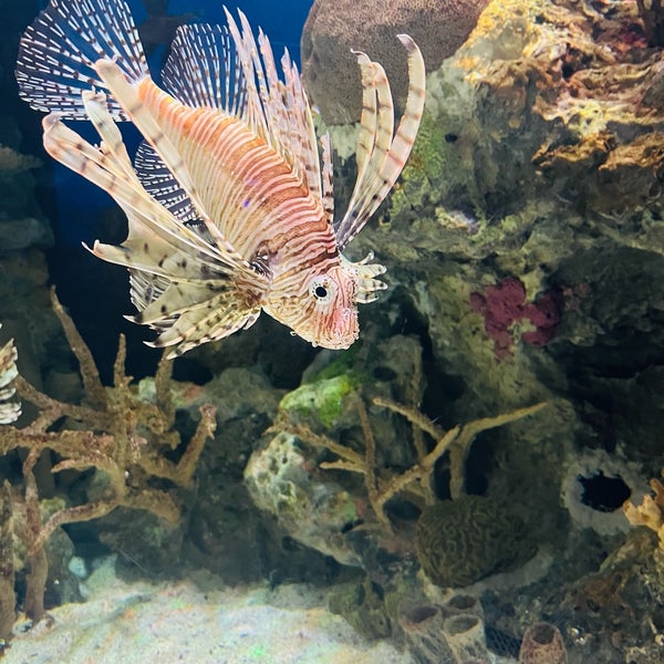 Photo taken at Shark Reef Aquarium by Leslie F. on 6/11/2022